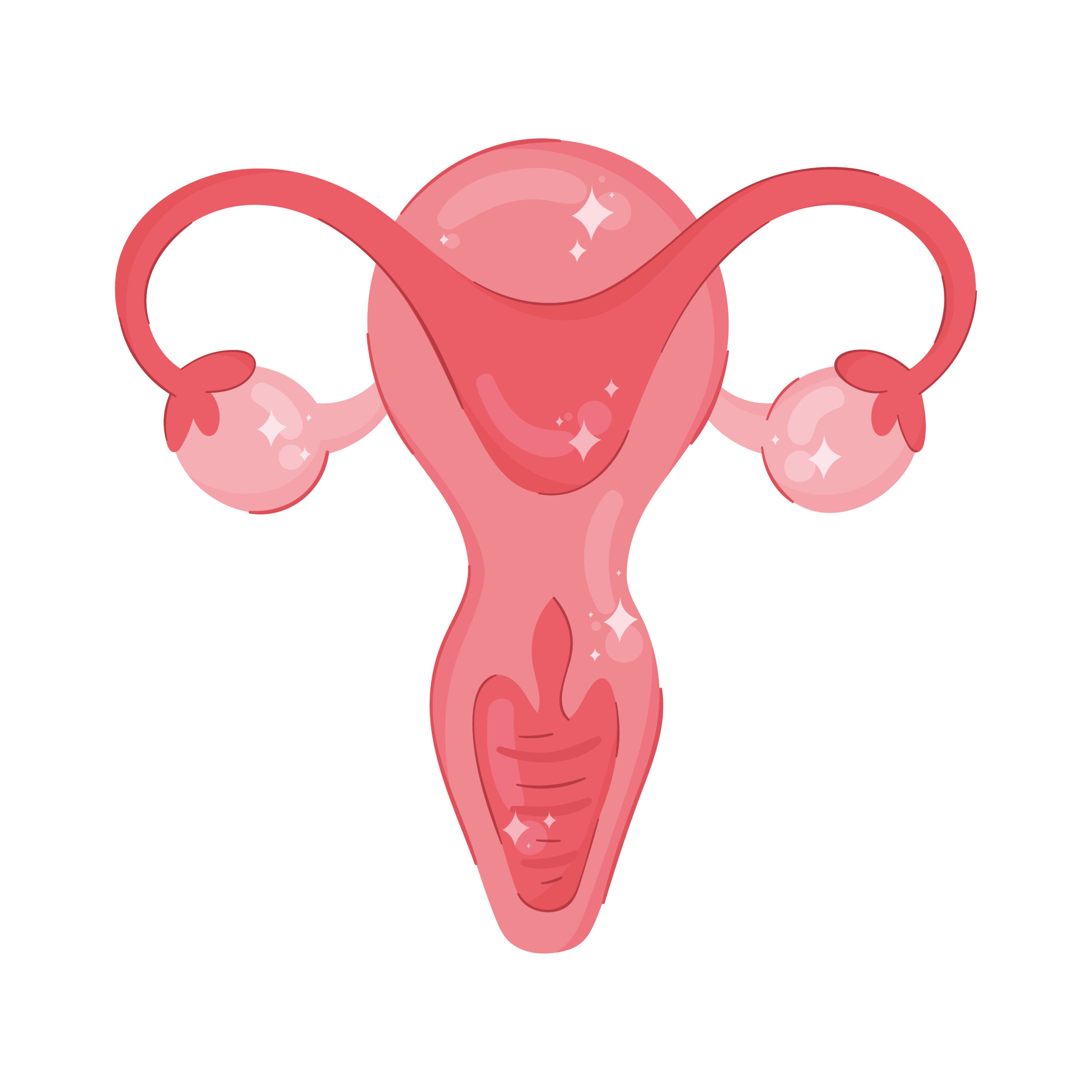 uterus feminine organ isolated icon