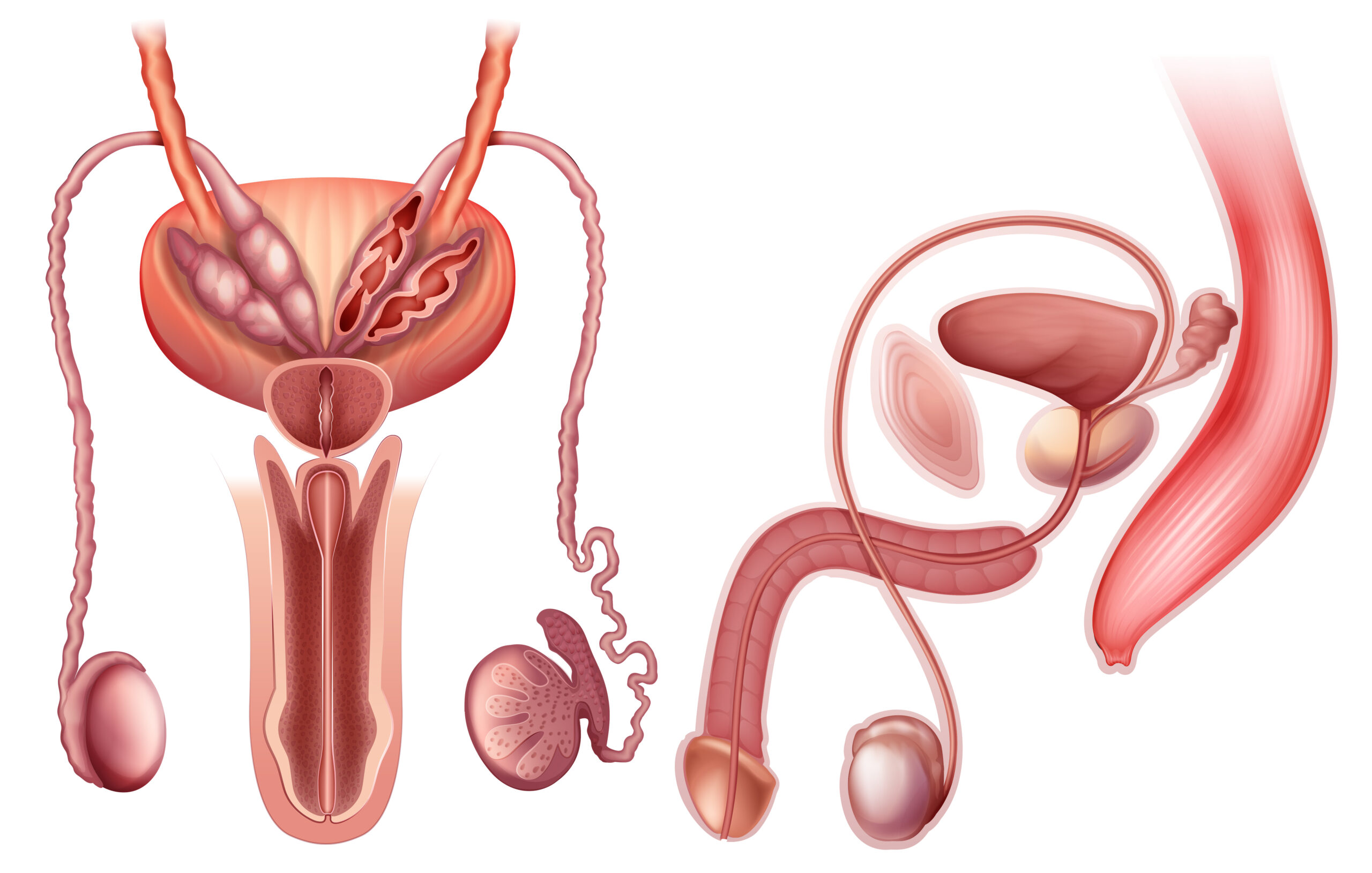 Illustration of a male reproductive organ on a white background