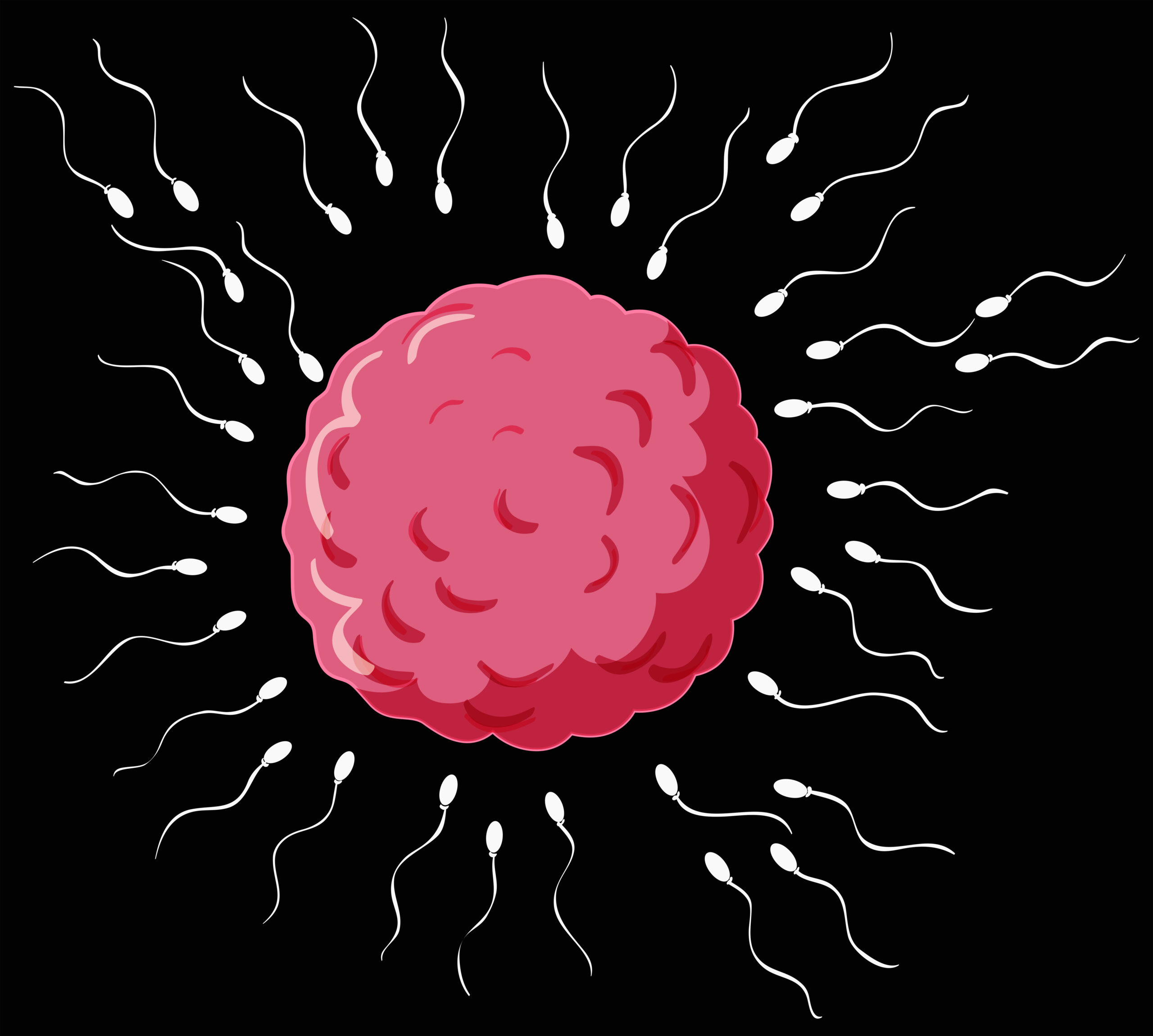 Reproductive process in human  illustration