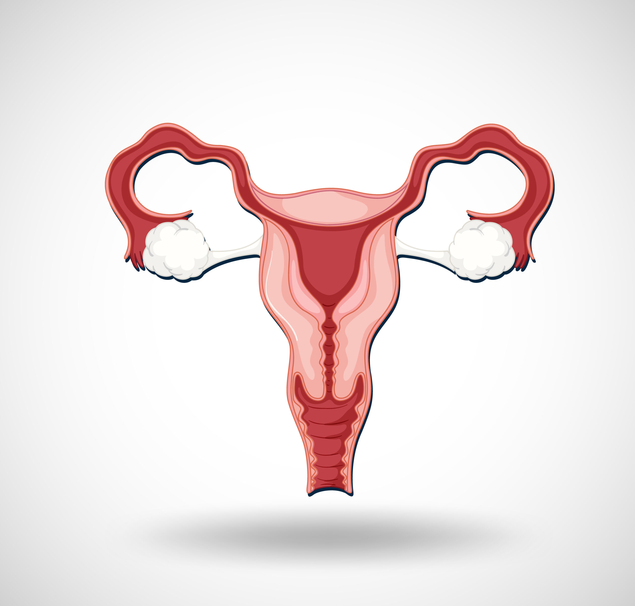 Human internal organ with uterus illustration