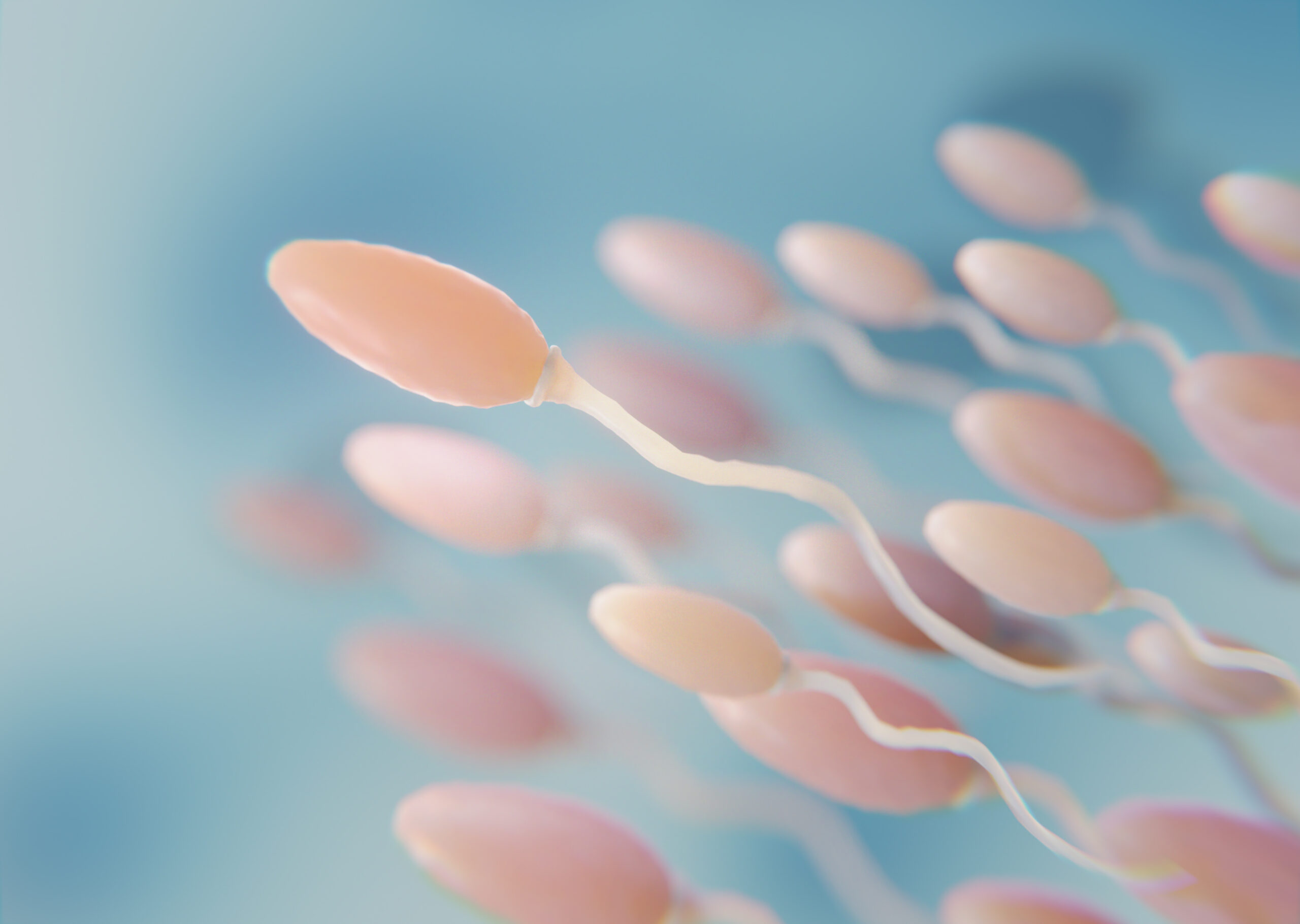  IS YOUR SPERM CELLS A GAMETE CELLS